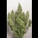 Mazari autoflowering cannabis seeds