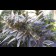 cannabis seeds