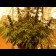 Blueberry Regular plant cannabis