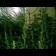 graines de Green Spirit Feminisee
