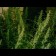 Green Spirit Feminisee