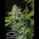 cannabis seeds Mazar Regular