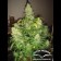 Mazar Regular supercannabis
