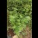 Pamir Gold Feminized