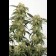 cannabis seeds 