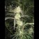 cannabis Pamir Gold Feminized
