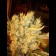 seeds Power Plant Regular