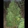 cannabis plant Power Plant Regular
