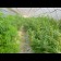 cannabis seeds