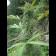 hemp seeds Early Haze Mr Nice