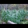 graines de cannabis Early skunk