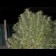Early skunk cannabis pieds