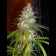 Ed Rosenthal Super Bud Regular bud