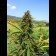 Frisian Dew Feminized