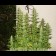 G13 Haze Feminized seeds