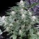 G13 Haze Feminized plant