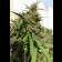 Honduras cannabis