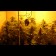 graines de Jamaican Dream Feminisees