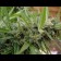 Jamaican Pearl Regular cannabis seeds