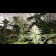 cannabis seeds Mango Haze Regular