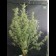 Maxi Gom seeds cannabis