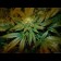 Mazar Feminised cannabis seeds