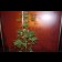 Mazar Feminised plant