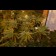 Mazar Feminised cannabis