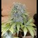 Medicine Man Regular cannabis bud