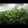 Medicine Man Regular plants
