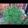 Mexican Sativa Regular