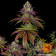 thc 30%