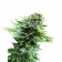 Northern Lights cannabis seeds