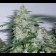Northern Lights Regular seeds