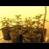 seeds cannabis