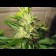 Orange Bud cannabis