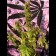 Orient Express Feminised cannabis seeds