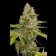 OG kush cannabis seeds
