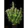 Ortega Indica plant
