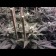 cannabis seeds Phatt Frutty Regular