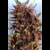 seeds Purple #1 Feminized