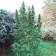 cannabis seeds Purple #1 Feminized