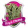 Royal Cheese cannabis seeds