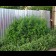 Ruderalis Indica Regular plants