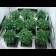 Shiva Skunk Feminised seeds
