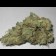 Silver Cheese cannabis