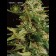 Super Skunk Autoflowering