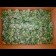 Super Skunk Regular cannabis buds