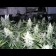 cannabis white widow feminised