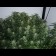 white widow cannabis seeds